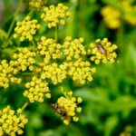 Halictid bees on golden Alexander